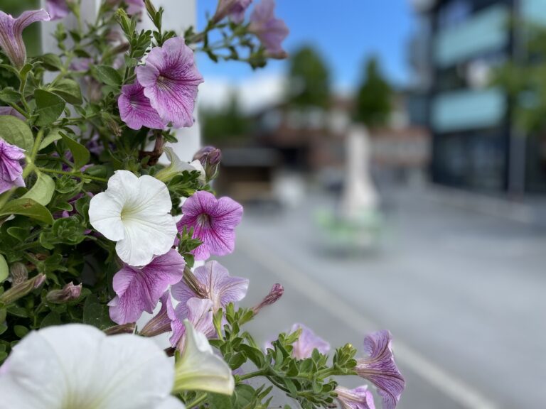 Nå kommer våren…